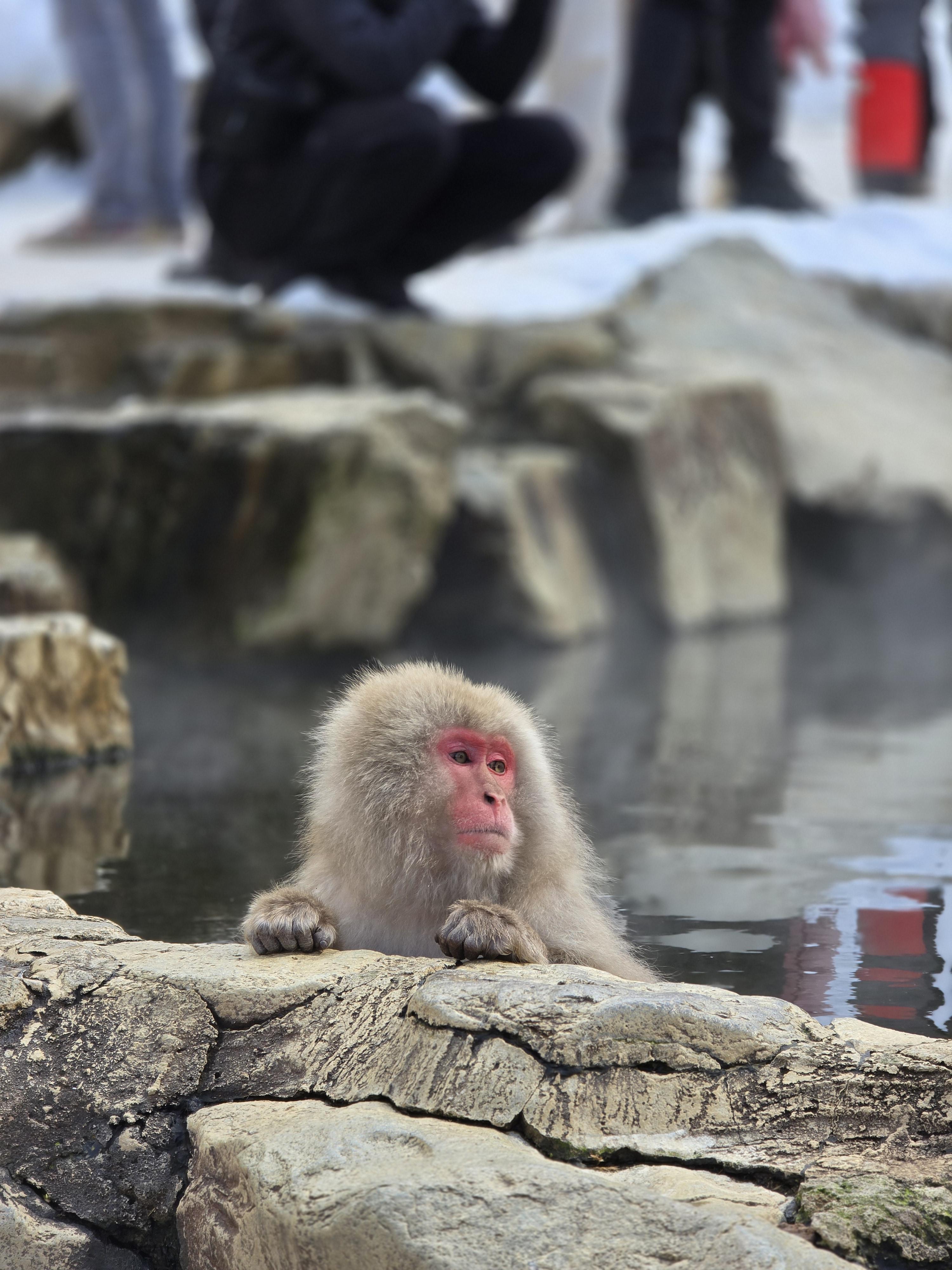 Snow monkey